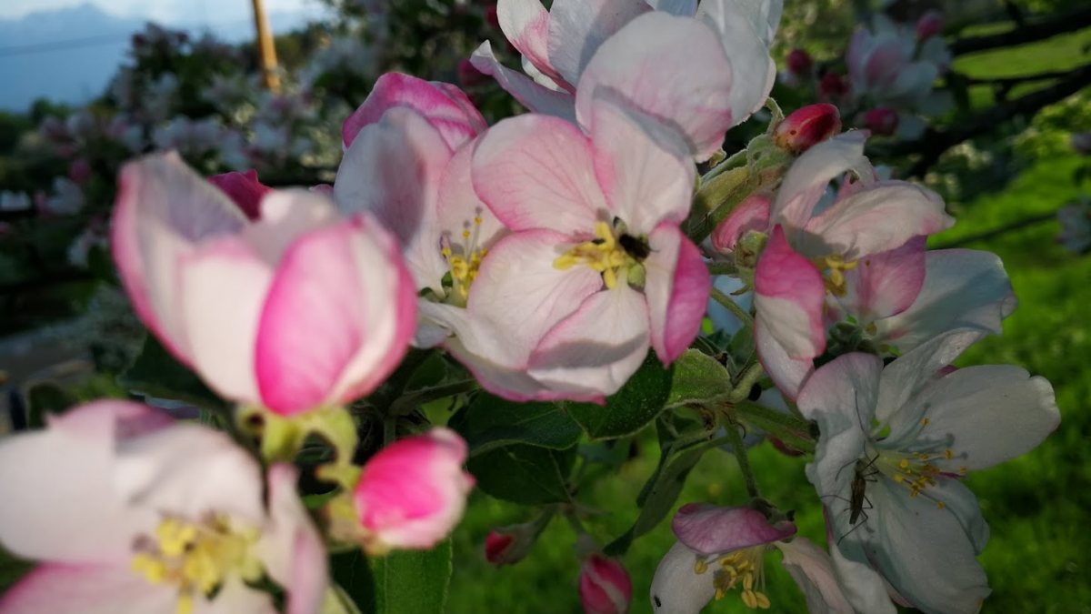 Erwachen der blühenden Natur als Zeichen der Liebe Gottes (HTschuitz)