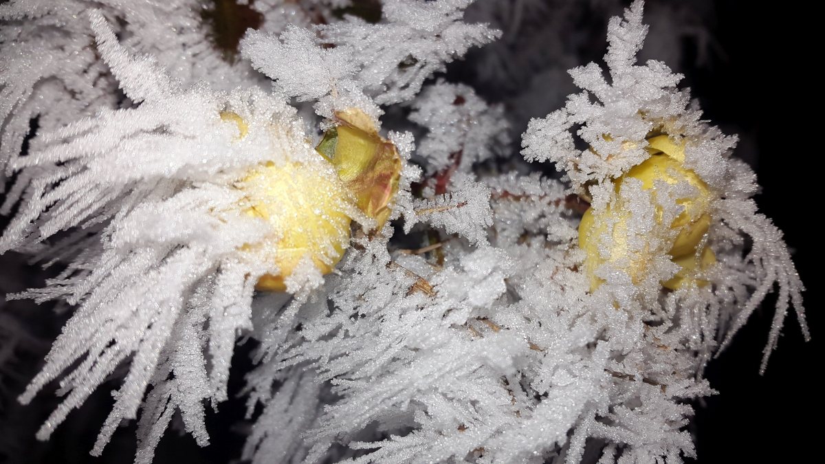 Rose mit Eiskristallen überzogen am Tag der Eisheiligen  (fotogard)