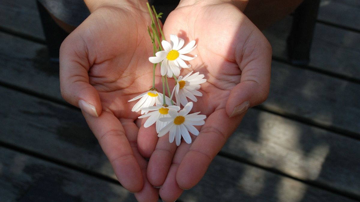 (https://pixabay.com/de/blume-h%C3%A4nde-angabe-geben-geschenk-22656/) (https://pixabay.com/de/blume-h%C3%A4nde-angabe-geben-geschenk-22656/)