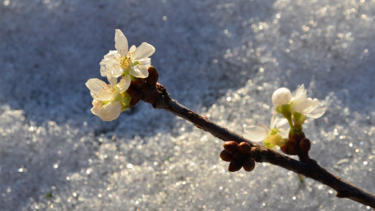 Blühende Zweige im Advent zum Gedenken an die Hl. Barbara (Ulrike Modritsch)
